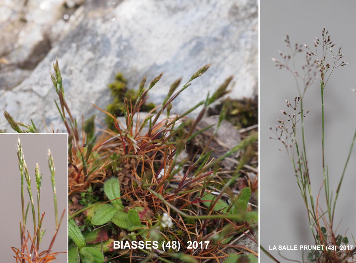Hair-grass, Silvery plant
